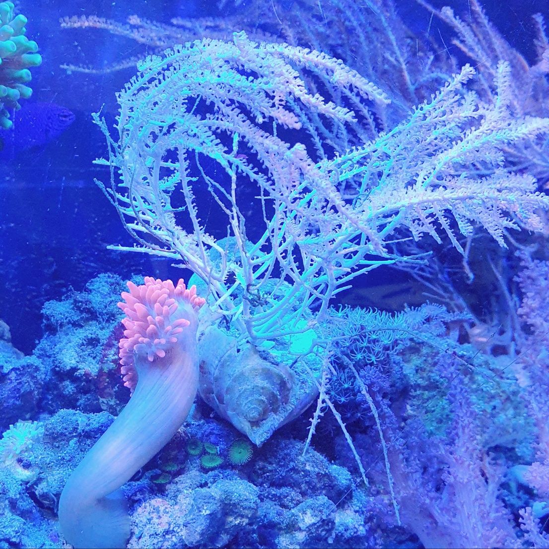 Pseudogorgonia spp Gorgonia na skale akwarium morskie koral