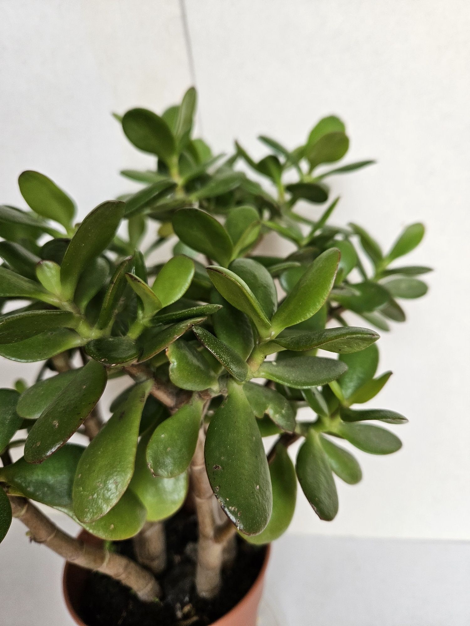 Suculenta Planta Jade Vaso 12 cm