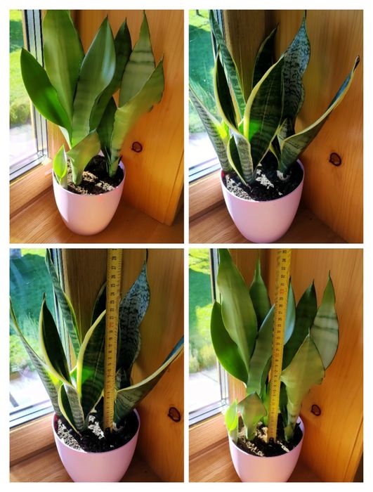 Senseweria wężownica języki teściowej roślina kwiat doniczkowy