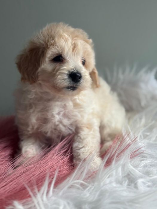 Maltipoo F1b maktanczyk pudelek