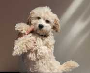 Drobny Maltipoo -chłopczyk.