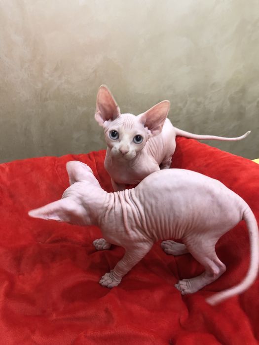 Мальчик сфинкс очаровашка