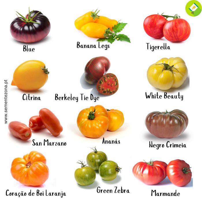 200 Sementes - Conjunto de 12 variedades de Tomates Exóticos
