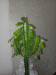 Молочай треугольный (Euphorbia trigona)
