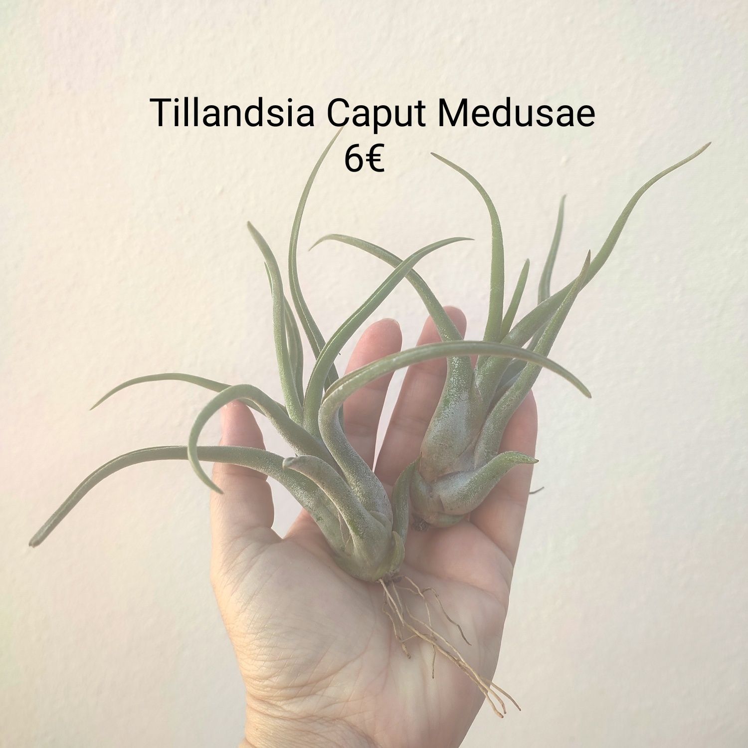 Tillandsias várias - plantas aéreas