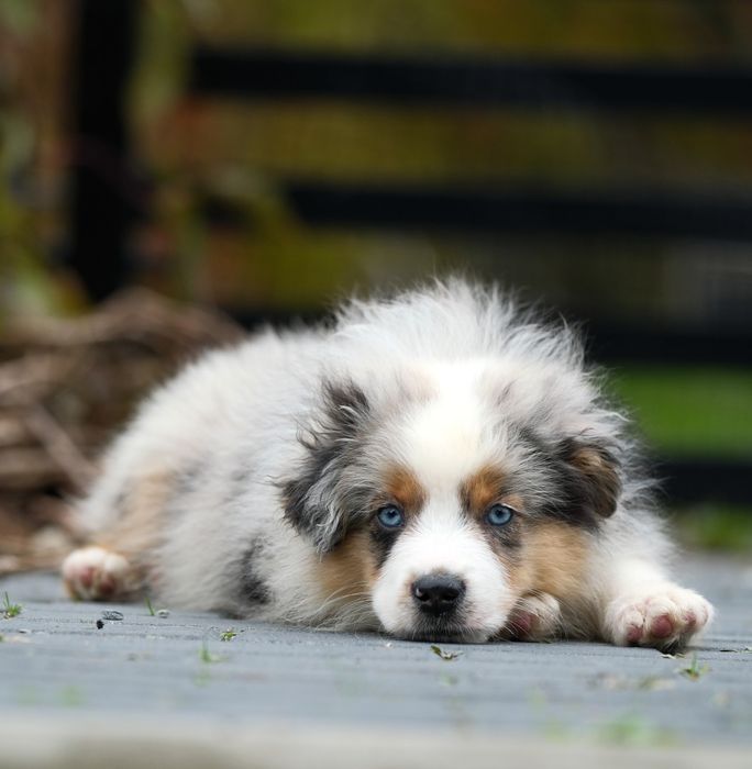 Piesek blue merle długi ogon miniaturowy owczarek amerykański ZKwP/FCI