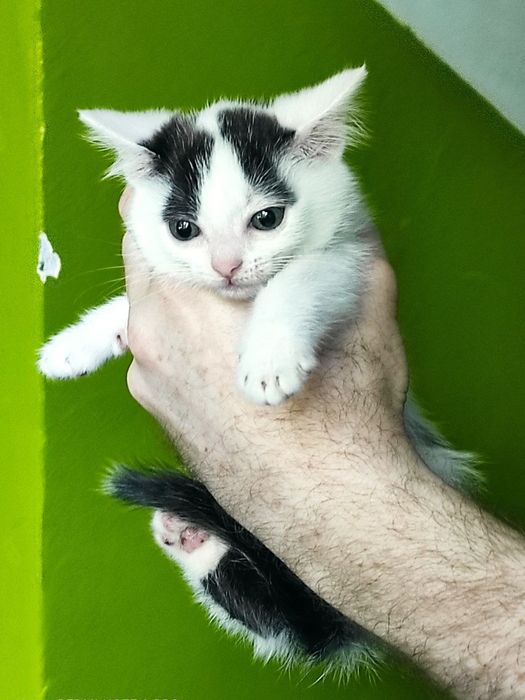 Маленькая чёрно-белая котенок девочка ищет дом! Котята в хорошие руки!