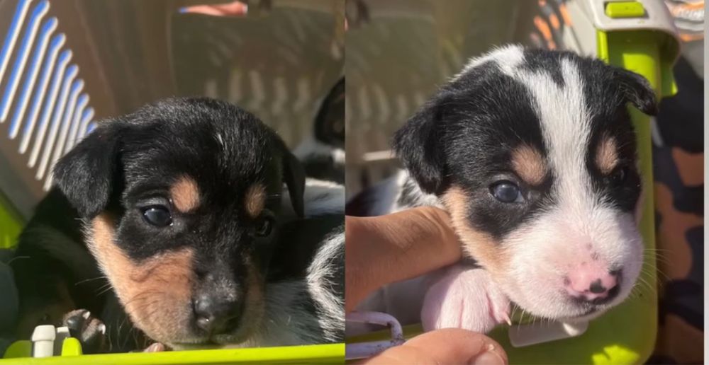 Cachorros porte pequeno