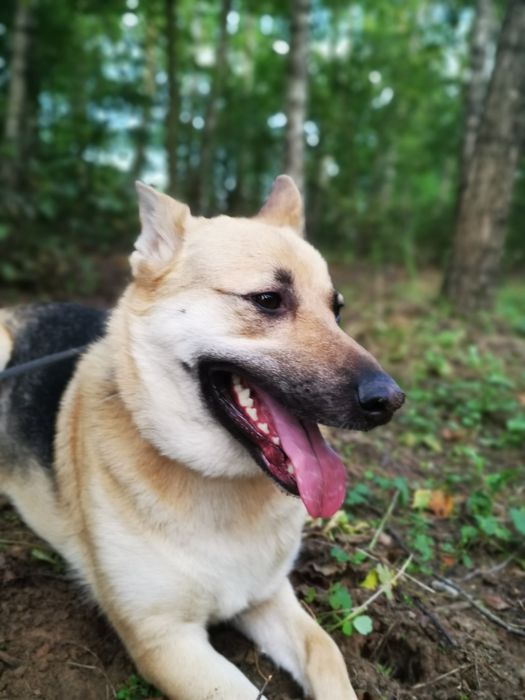 Róża - piękna suczka w typie owczarka niemieckiego szuka domu