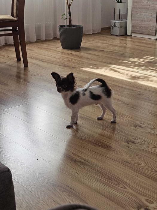 Chiuhuahua długowłosy piesek