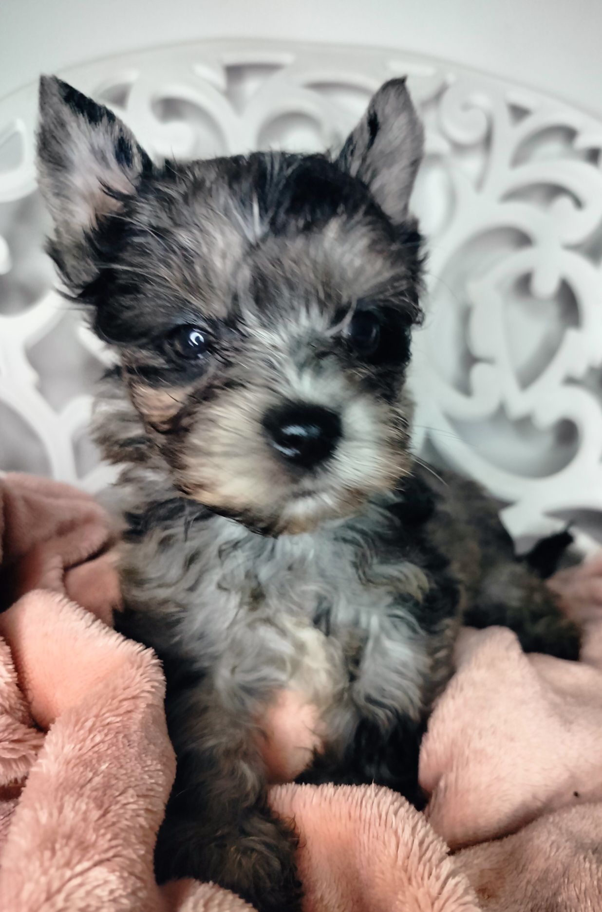 ZAREZERWOWANA. Yorkshire Terrier, Blumerle, suczka