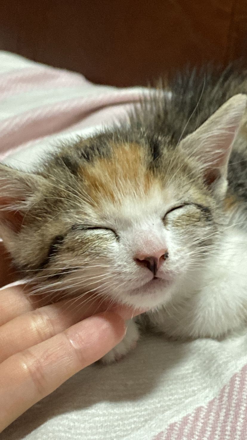 Estamos a doar esta gatinha bebe bebe