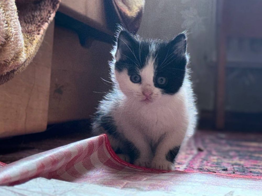 Кошенята шукають родину