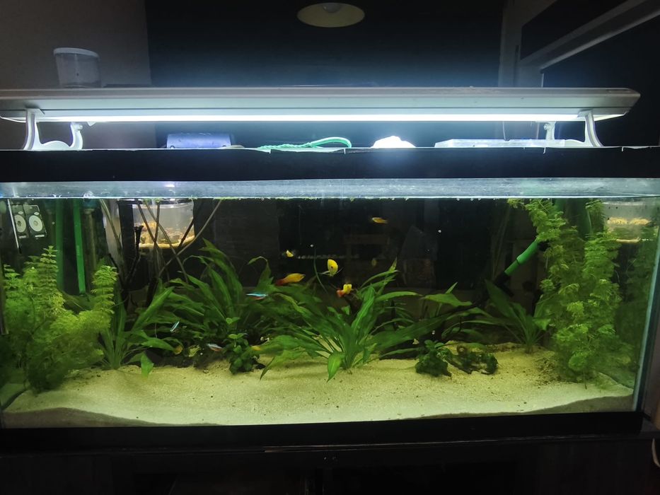 Aquario completo