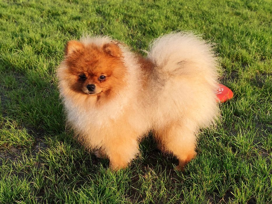 Pomeranian ,Szpic miniaturowy, idealny