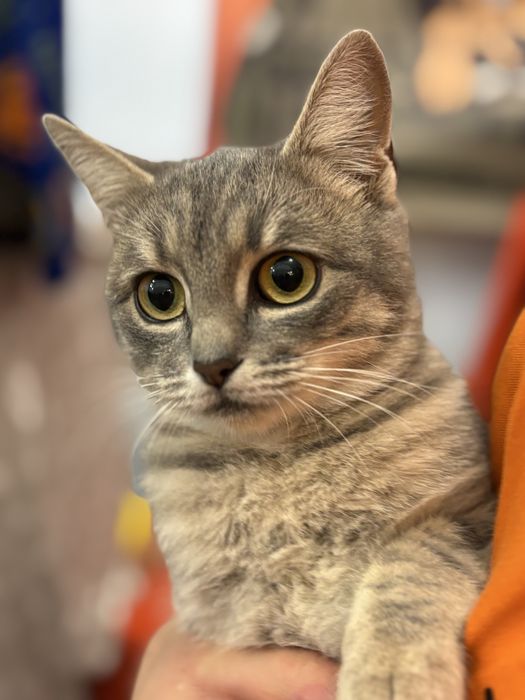 Киця шукає родину