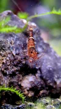 Caridina sp mini blue sulawesi/креветка міні блу сулавесі