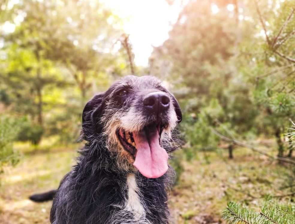 Towarzyski, energiczny Bondzik poleca się do adopcji!!!