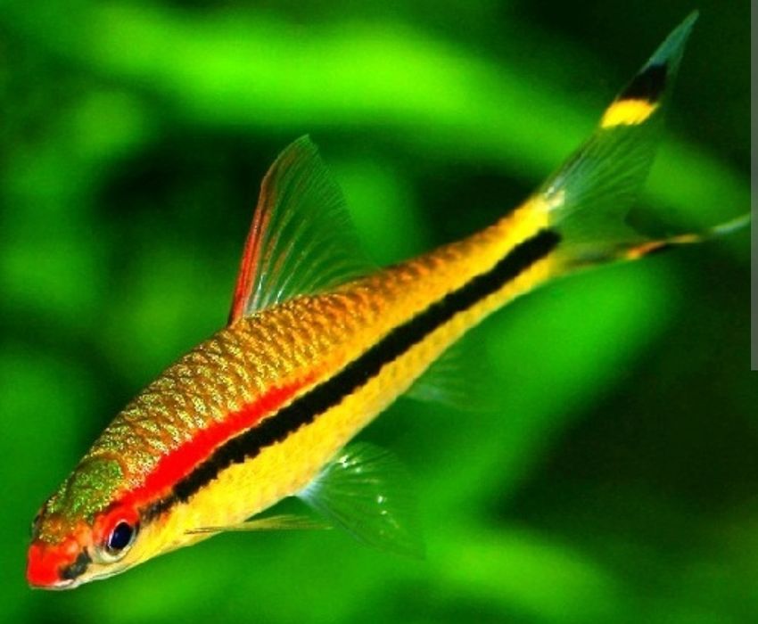 Barbo Torpedo denissoni