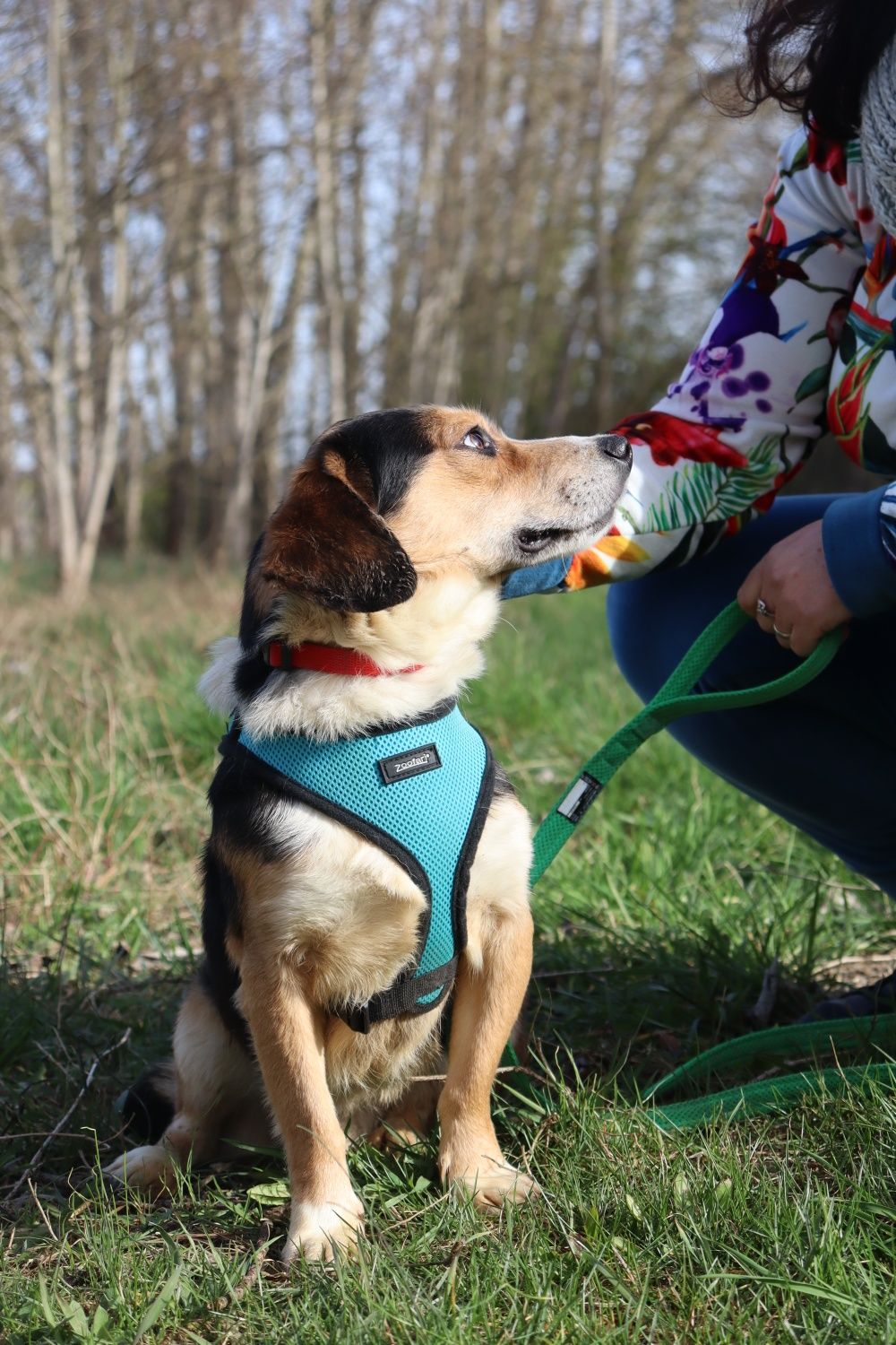 Mały Krawatek 3 lata adopcja ze Schroniska