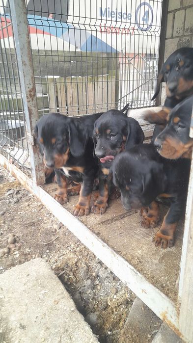 Szczeniak Gończy Polski