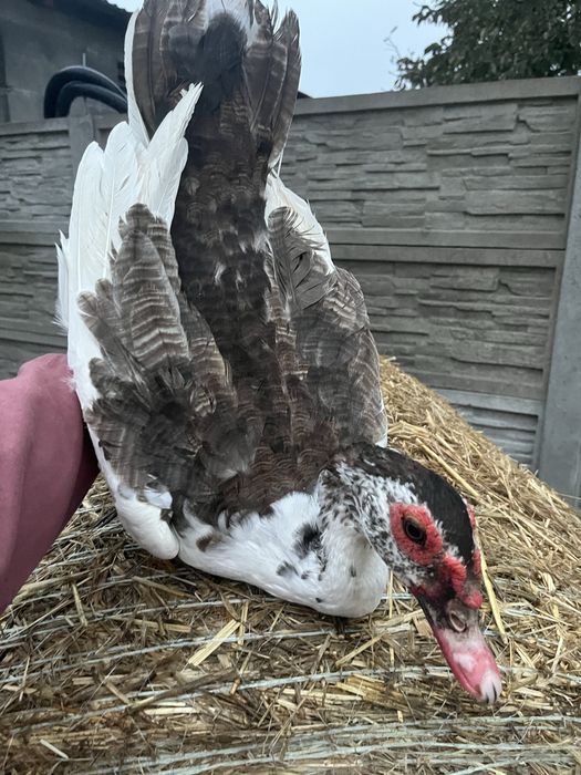 Kaczor pizmowy młody