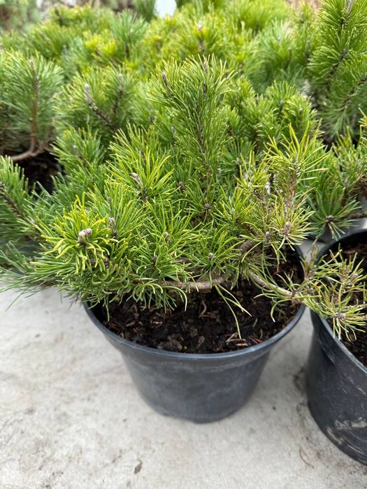 Горні сосни мугус та пуміліо малі 400 крупні 700