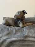 American Staffordshire Terrier (Amstaff)