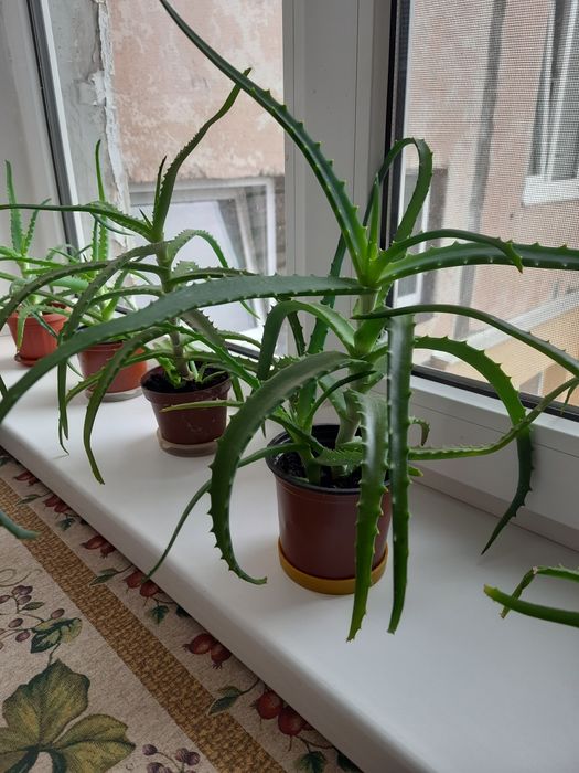 Вазон алоє з горщиком