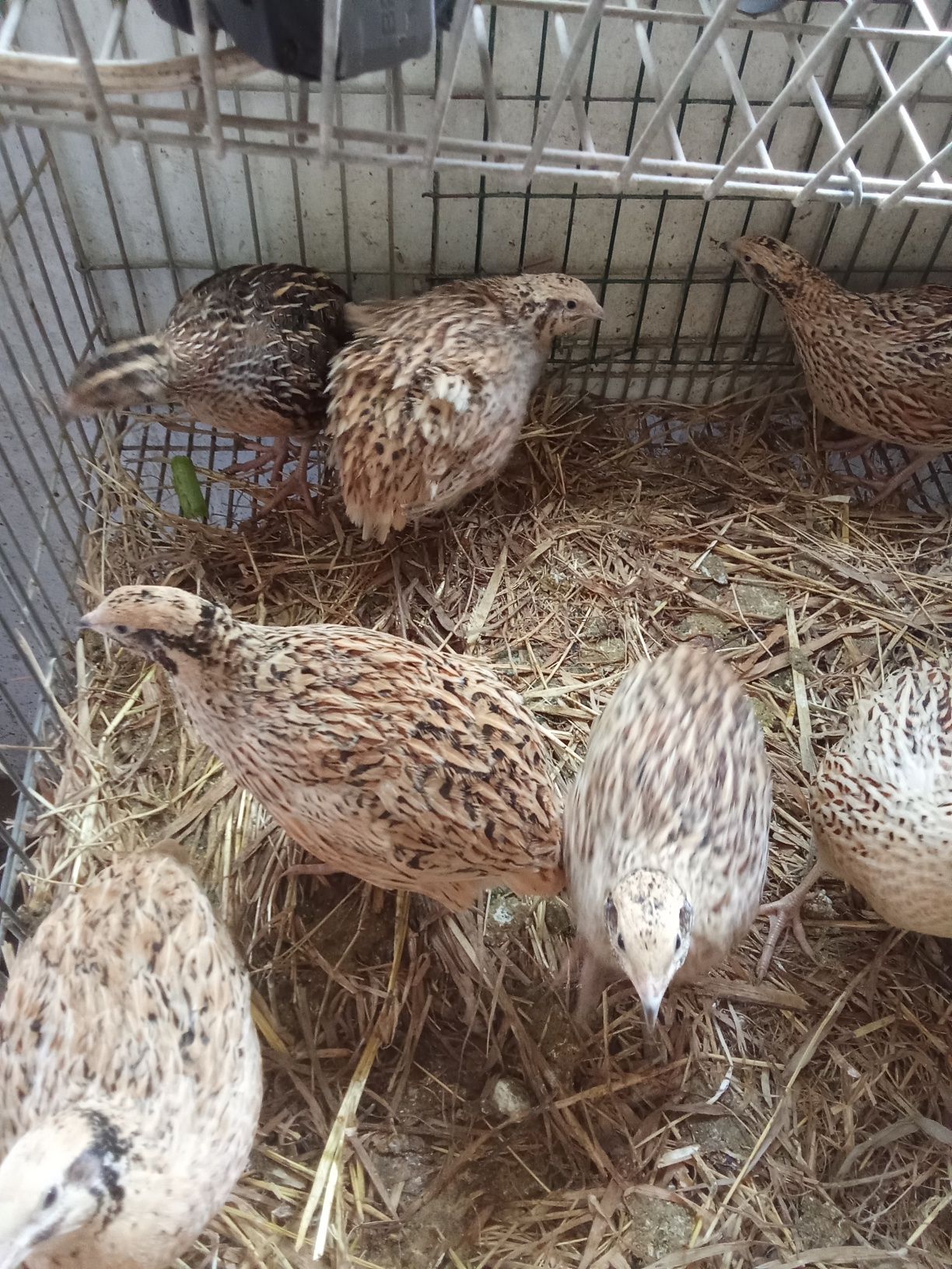 Ovos de codorniz