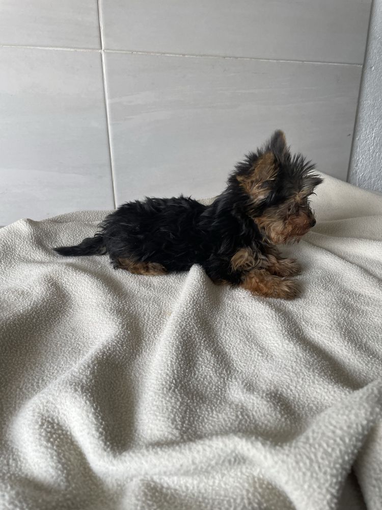 Yorkshire Terrier femea mini