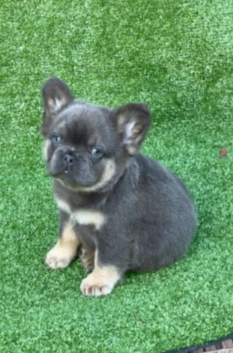 Блу тан мальчик мишка Флаффи