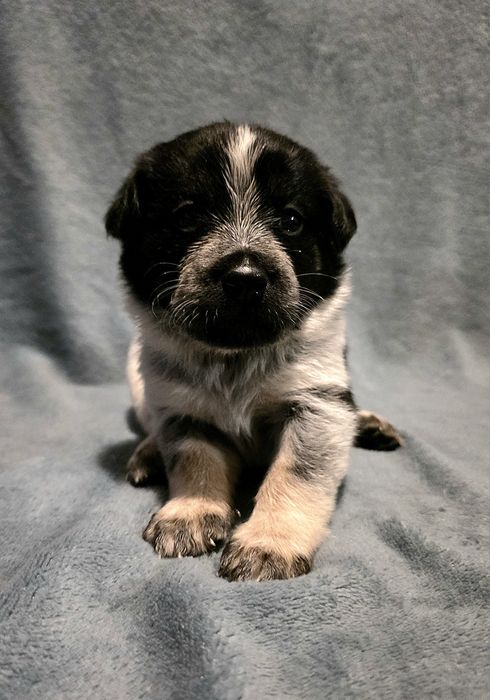 Oddam pieski w dobre ręce