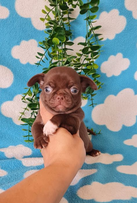 Estupendo Chocolatinho Chihuahua/Chiuaua de Qualidade