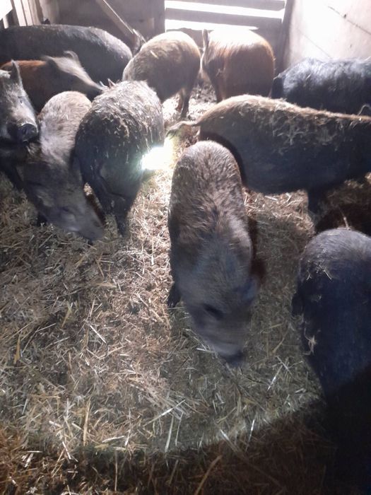 Терміново, продам свиней, поросят,бита вага.