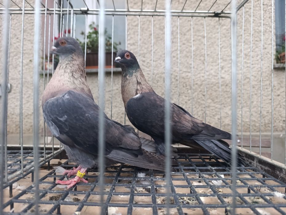 Swift, swifty, gołębie ozdobne, wysyłam
