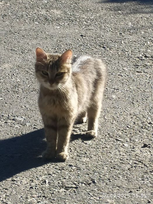 Котята-кошенята. Шукають людське тепло!