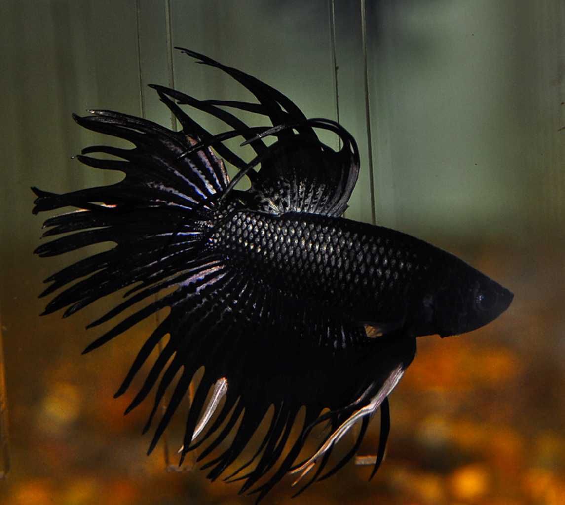 Bojownik wspaniały strzępiasty BLACK ORCHID - Betta - wysyłamy