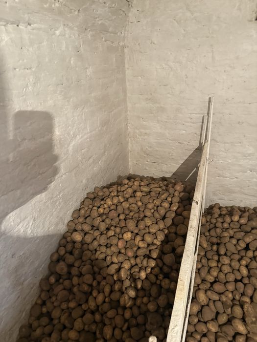 Продам картоплю малу , дрібну, свинячу