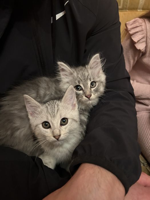 Котики кошенята котята кішка кот