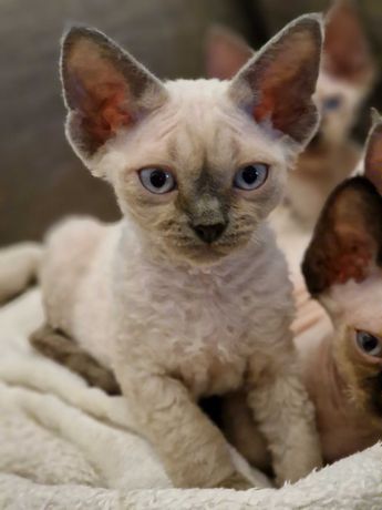 Devon Rex piękna koteczka