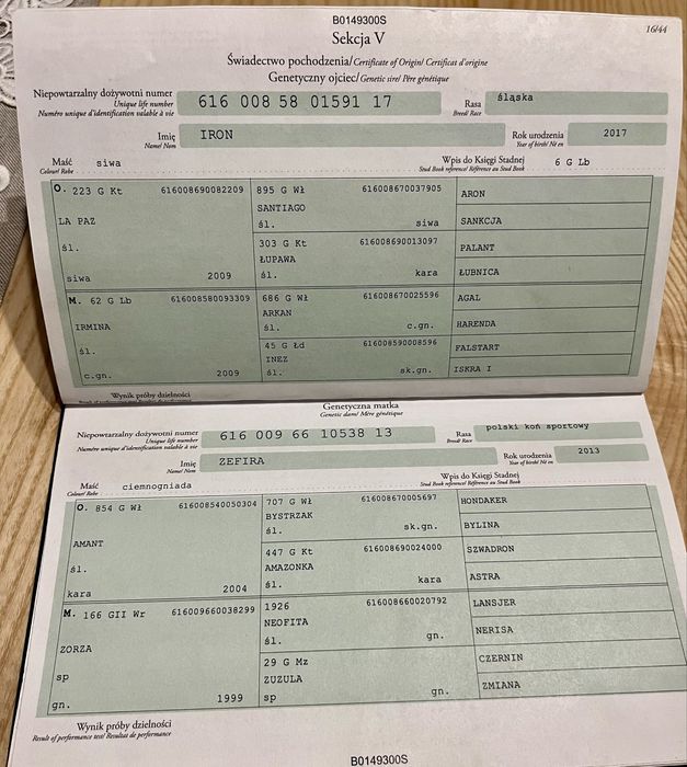 Sprzedam wałacha 4,5 roku