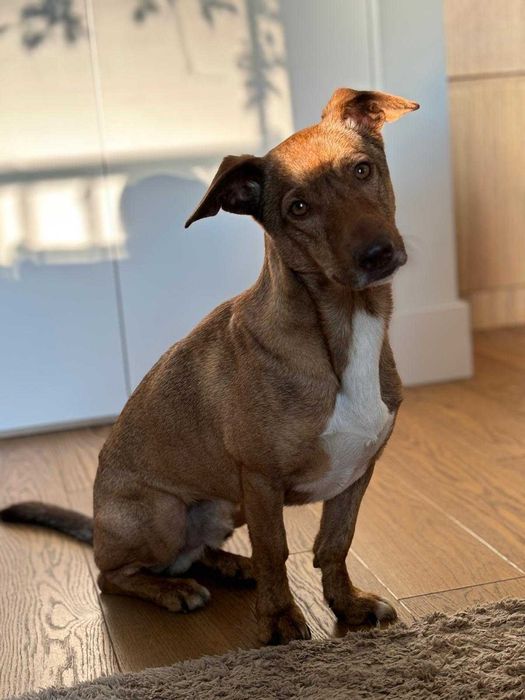 DINO szuka nowego domu