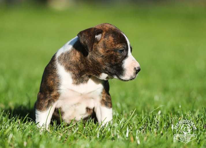 American Pit Bull  APBT , jedyne takie w Europie