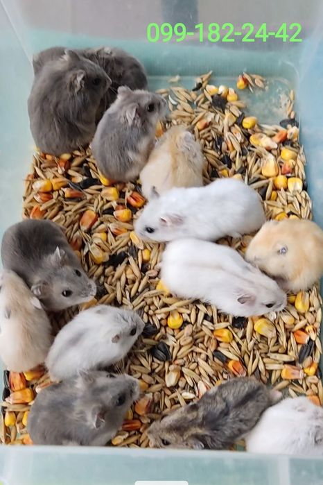 Карликові хом'ячки джунгарики