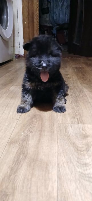 Продам німецьку вівчарку