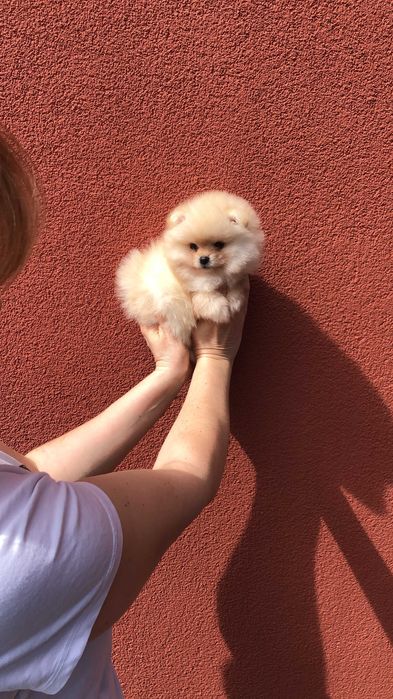 Szpic miniaturowy pomeranian śliczny mini samczyk typ misia BOO