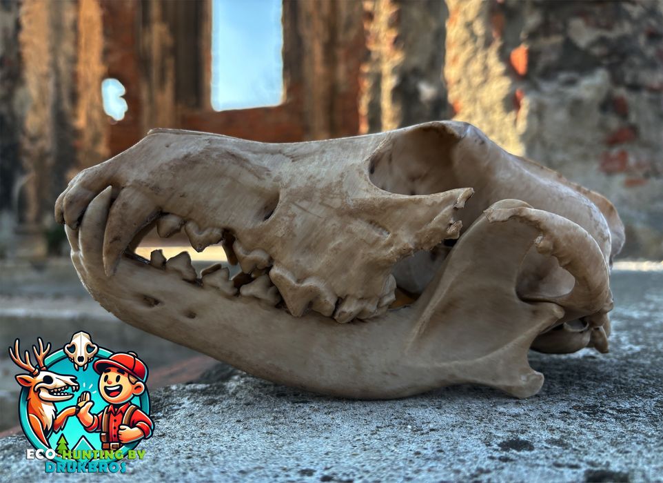 Czaszka lisa/trofeum/replika/dekoracja/ozdoba