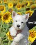 West highland white terrier - piesek ZKWP  FCI