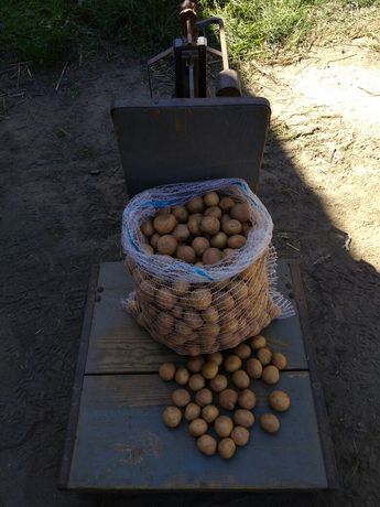 Ziemniaki jadalne irga w rozmiarze sadzeniaka